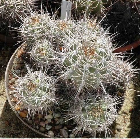 Copiapoa_solaris